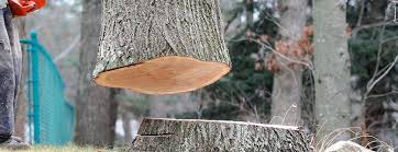 Donna, TX Tree Services Company