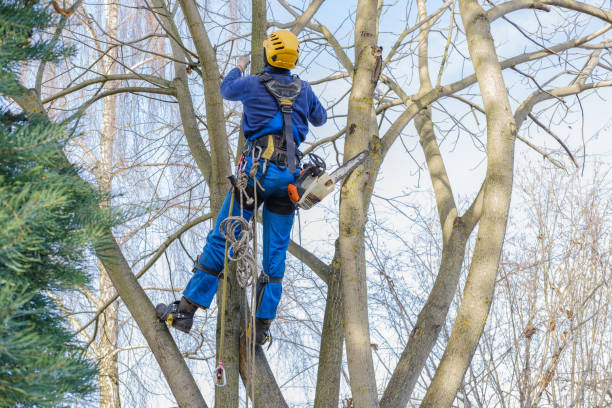 How Our Tree Care Process Works  in  Donna, TX