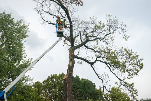 Reliable Donna, TX Tree Services Solutions