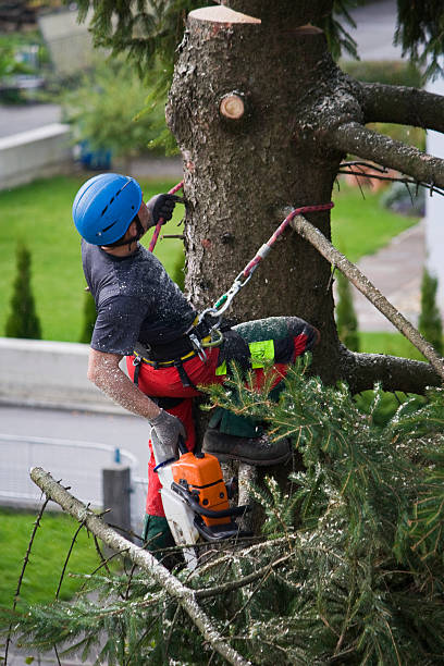 Best Tree Fertilization  in Donna, TX